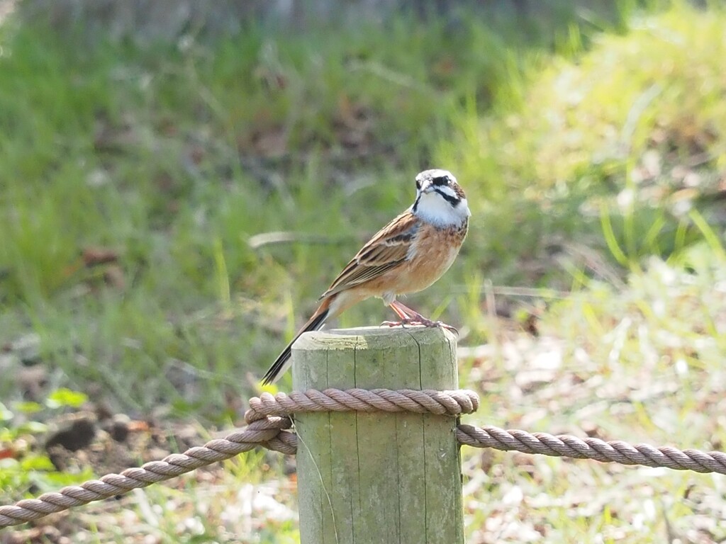 ホウジロ君