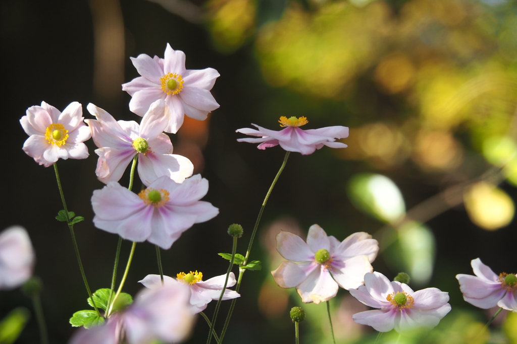 シュウメイギク