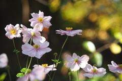 シュウメイギク