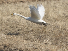 白鳥さん　2