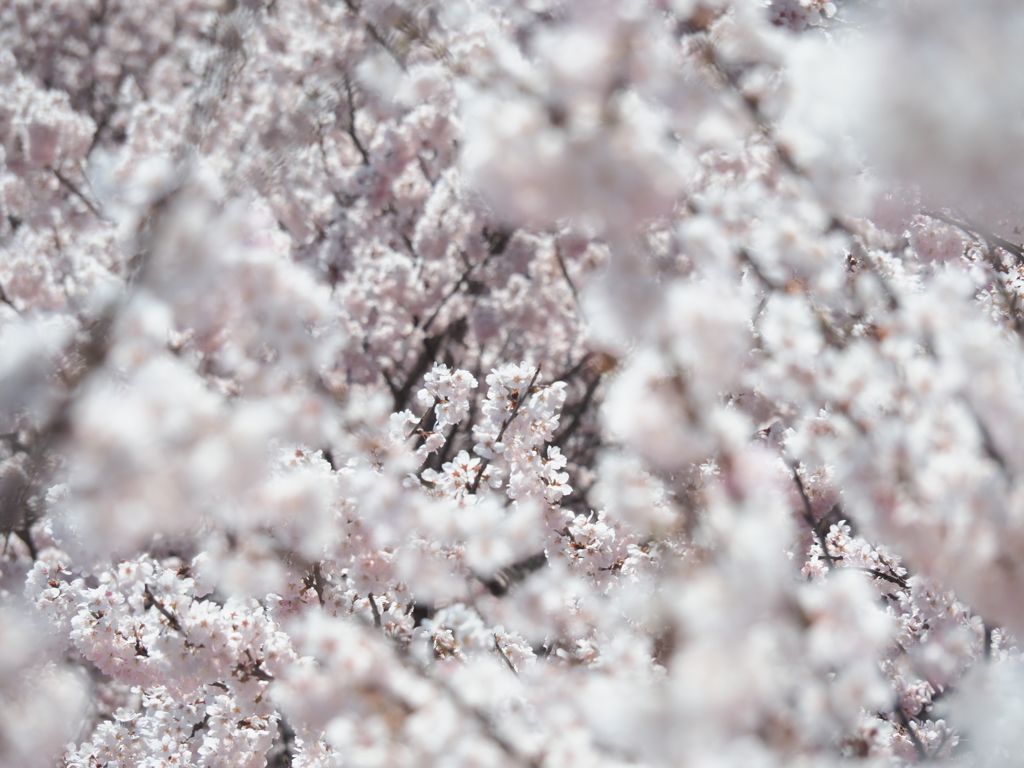 春めき桜　3