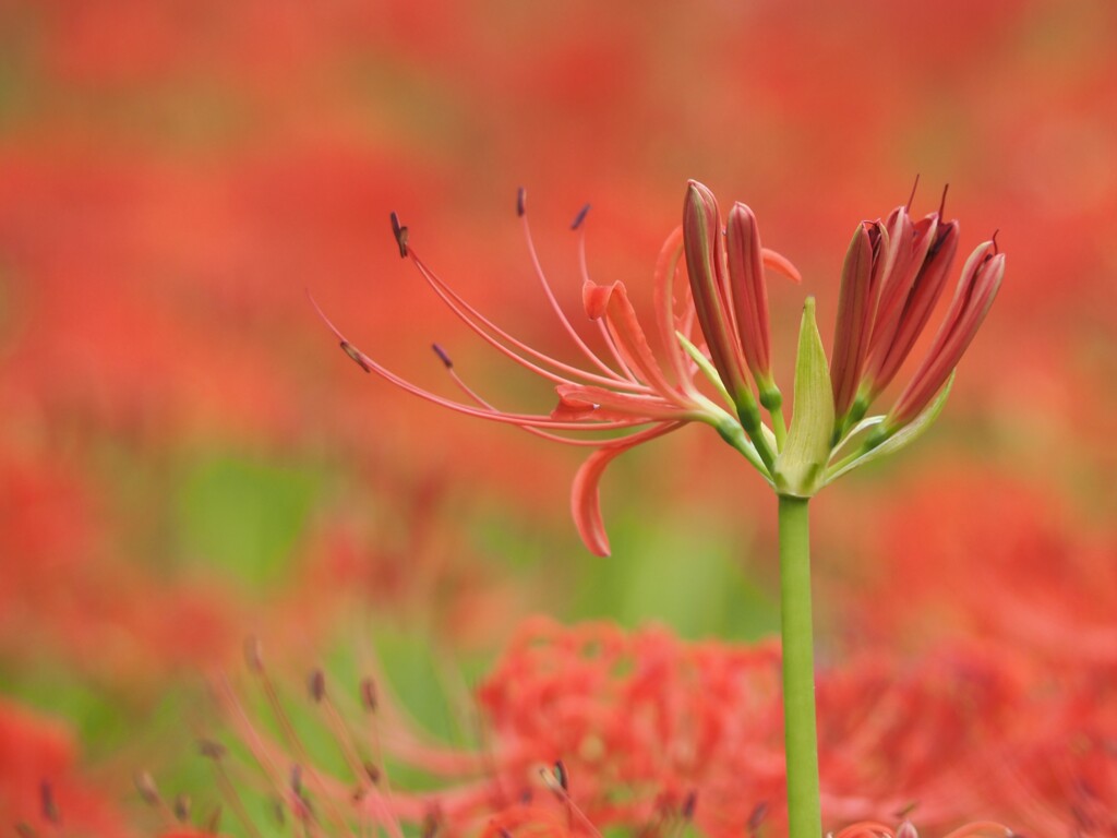 これから咲きます