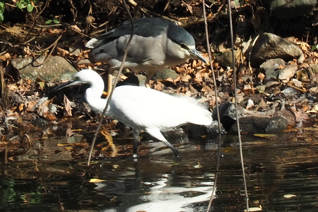 ゴイサギとコサギ