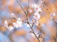 冬桜　2