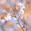 冬桜　2