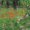 ハギの花
