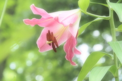 ファンタジックを使って