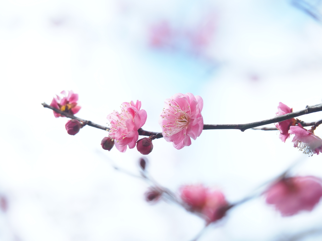 梅の花