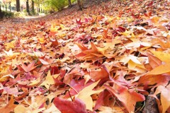 落葉（モミジバフウ）