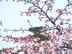 ワカケホンセイインコさん