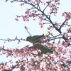 ワカケホンセイインコさん