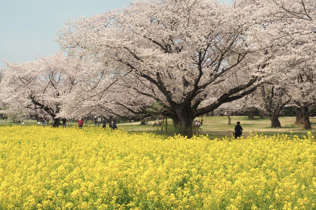 桜と菜の花
