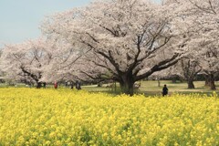 桜と菜の花
