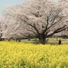 桜と菜の花