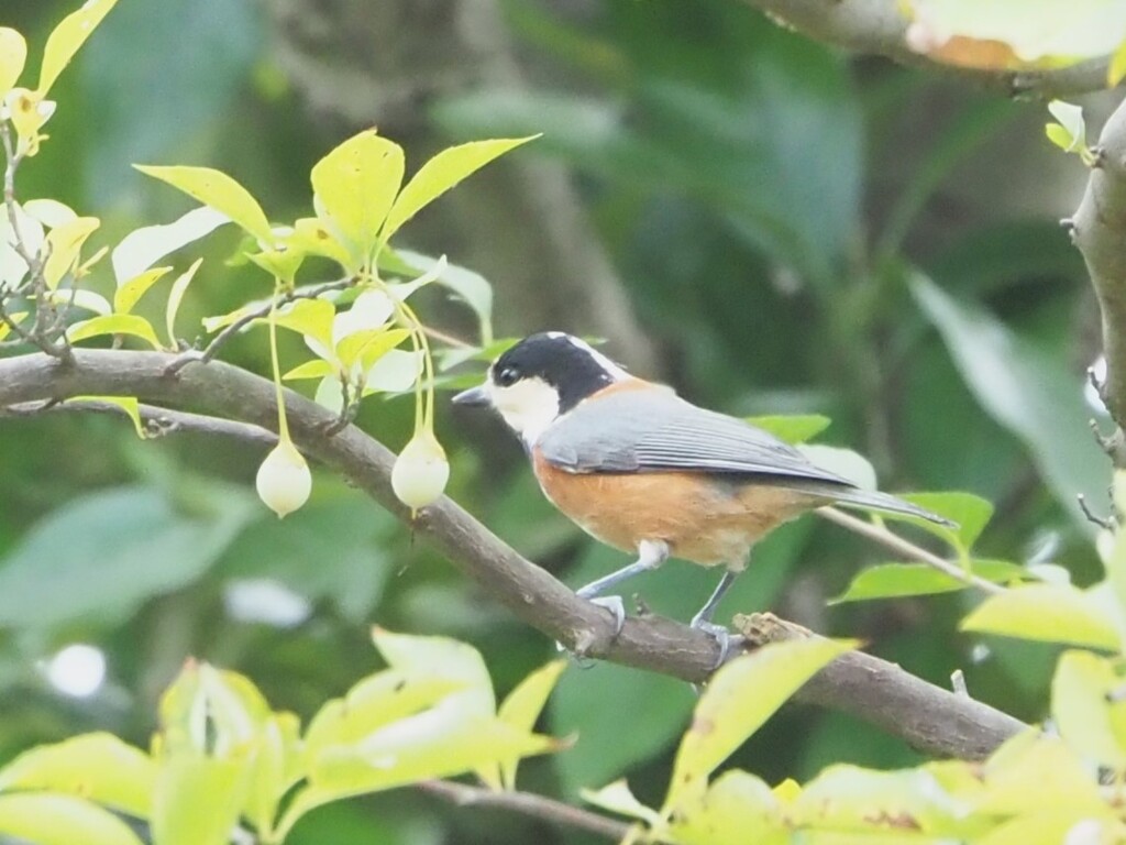 ヤマガラさん