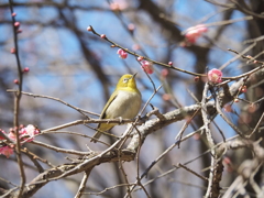 メジロさん