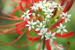 ニラの花
