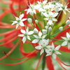 ニラの花