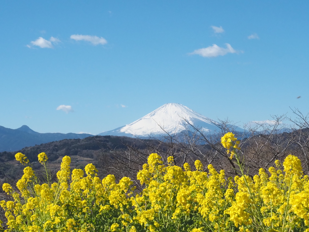 富士山