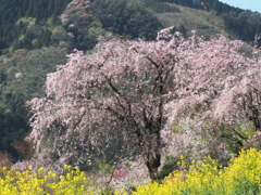 シダレ桜