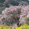 シダレ桜