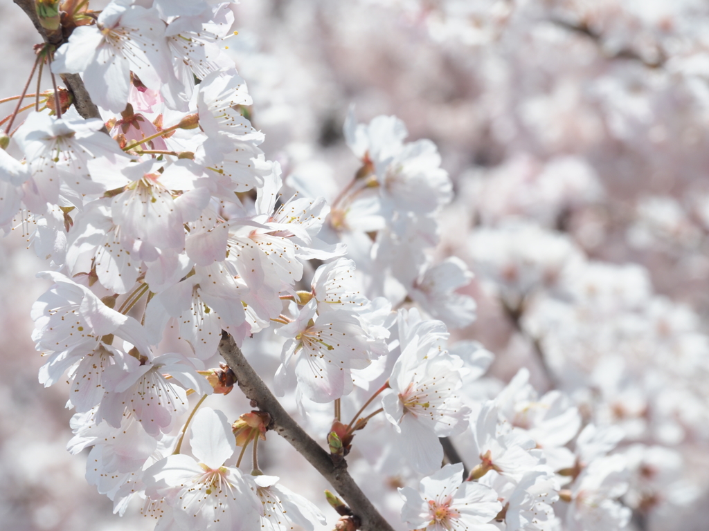 春めき桜　2