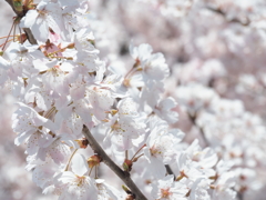 春めき桜　2