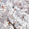 春めき桜　2
