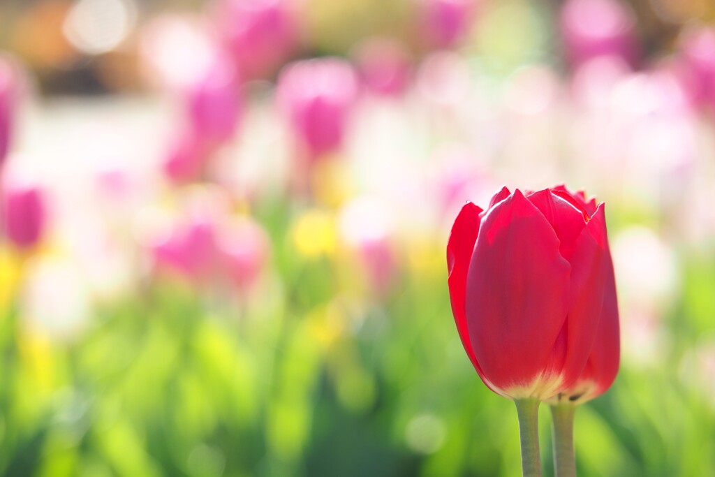 アイスチューリップ