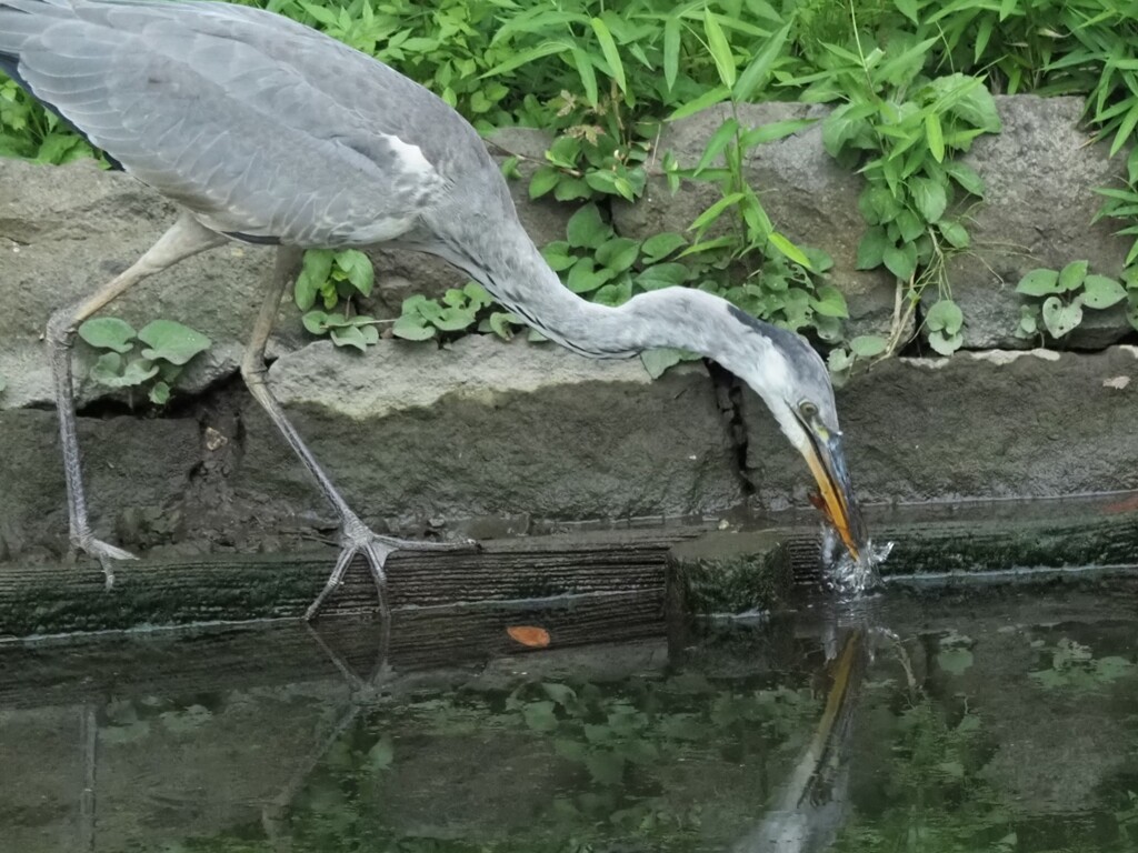 アオサギさん（3）