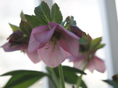 ベランダで咲く春のお花たち