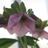 ベランダで咲く春のお花たち