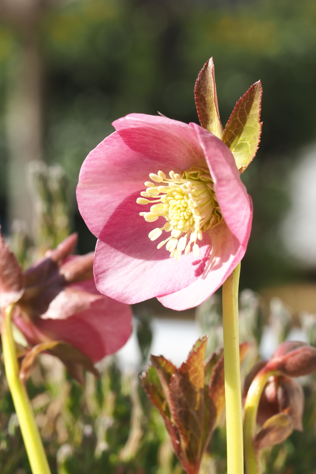 クリスマスローズ（1） by ミントハナナママ （ID：13376363） - 写真