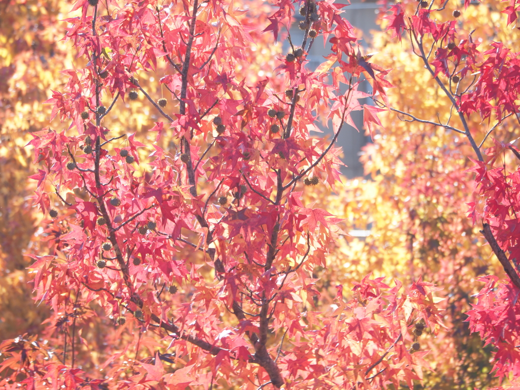 紅葉