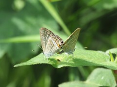 シジミチョウ