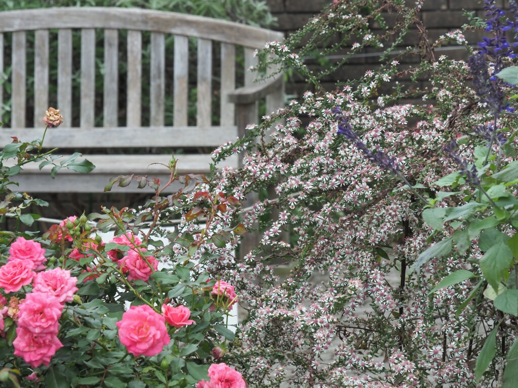 バラと何のお花？