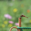 赤とんぼさん
