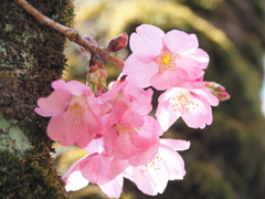 横浜緋桜