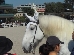 ばん馬のお馬さん