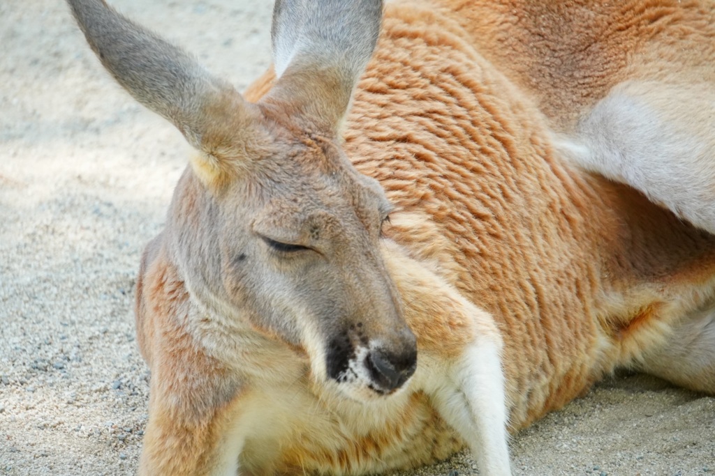 カンガルーも炎天下つらいよね。