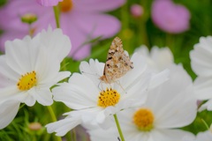 秋桜と蝶