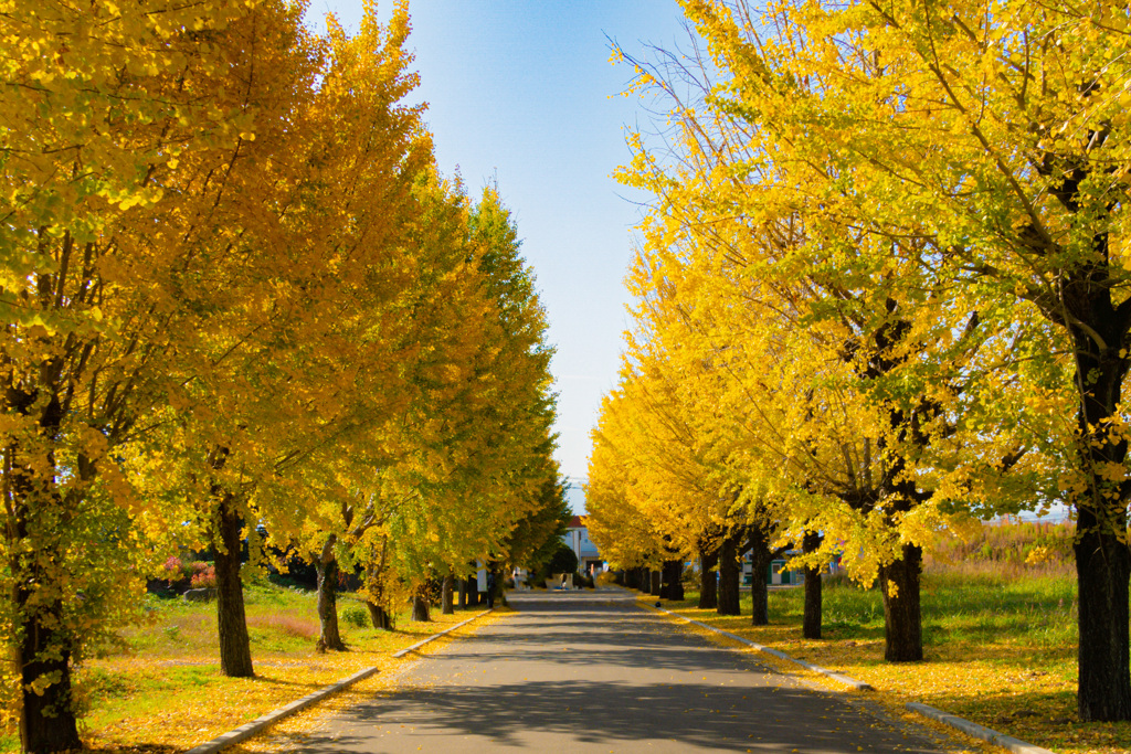銀杏並木