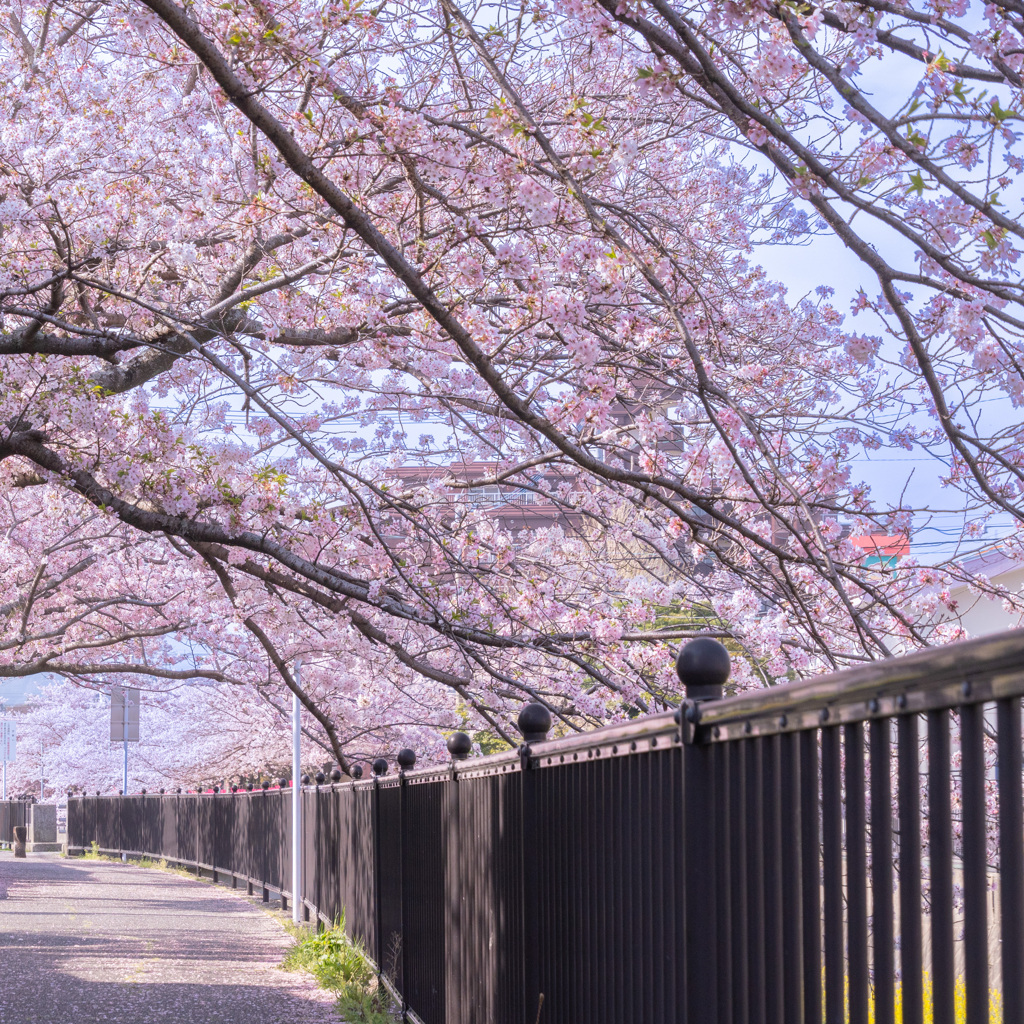 桜