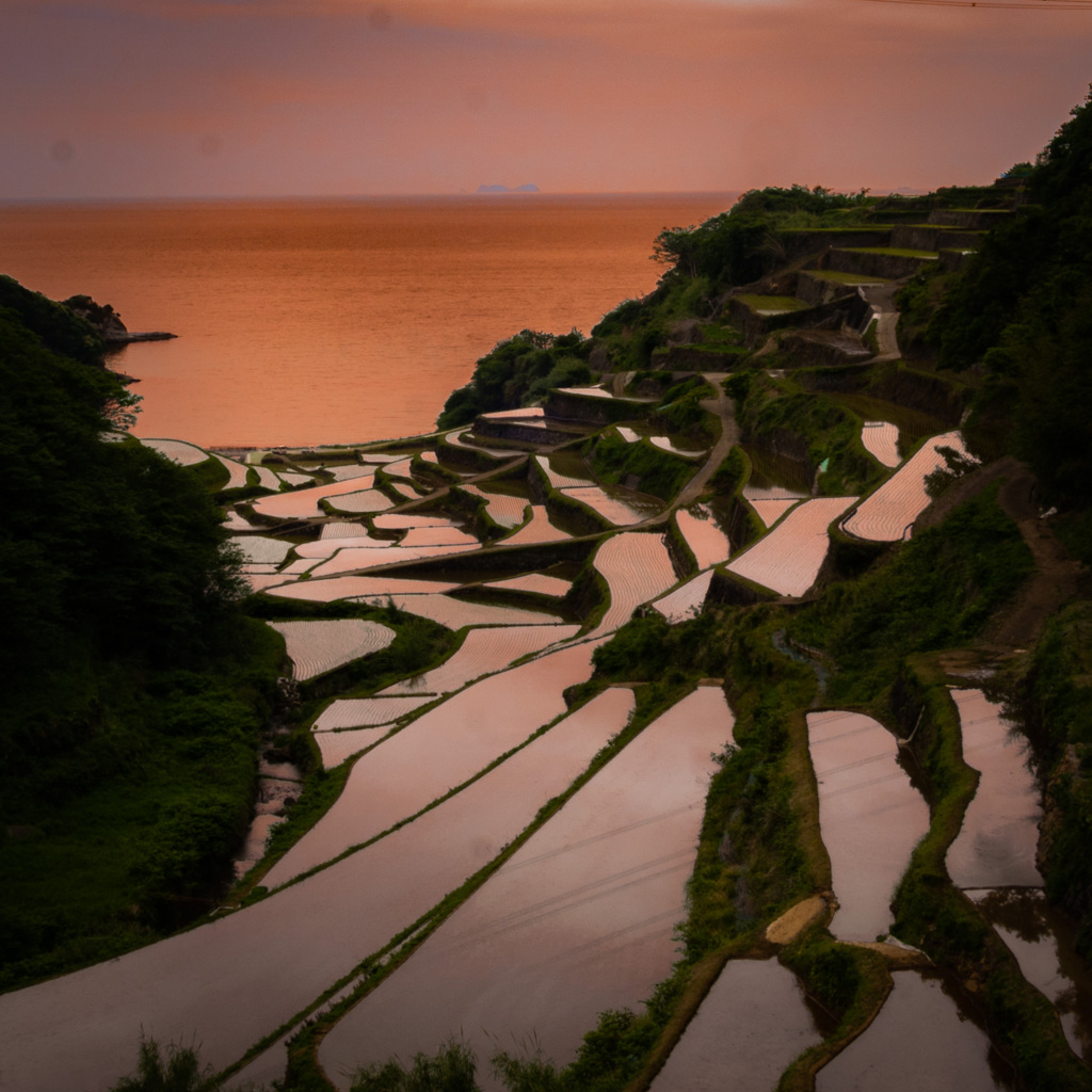 浜野浦の棚田