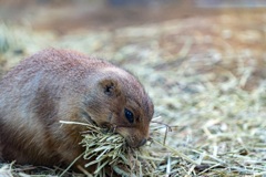 到津の森公園