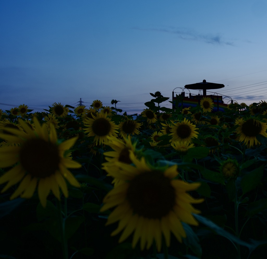 夜のひまわり