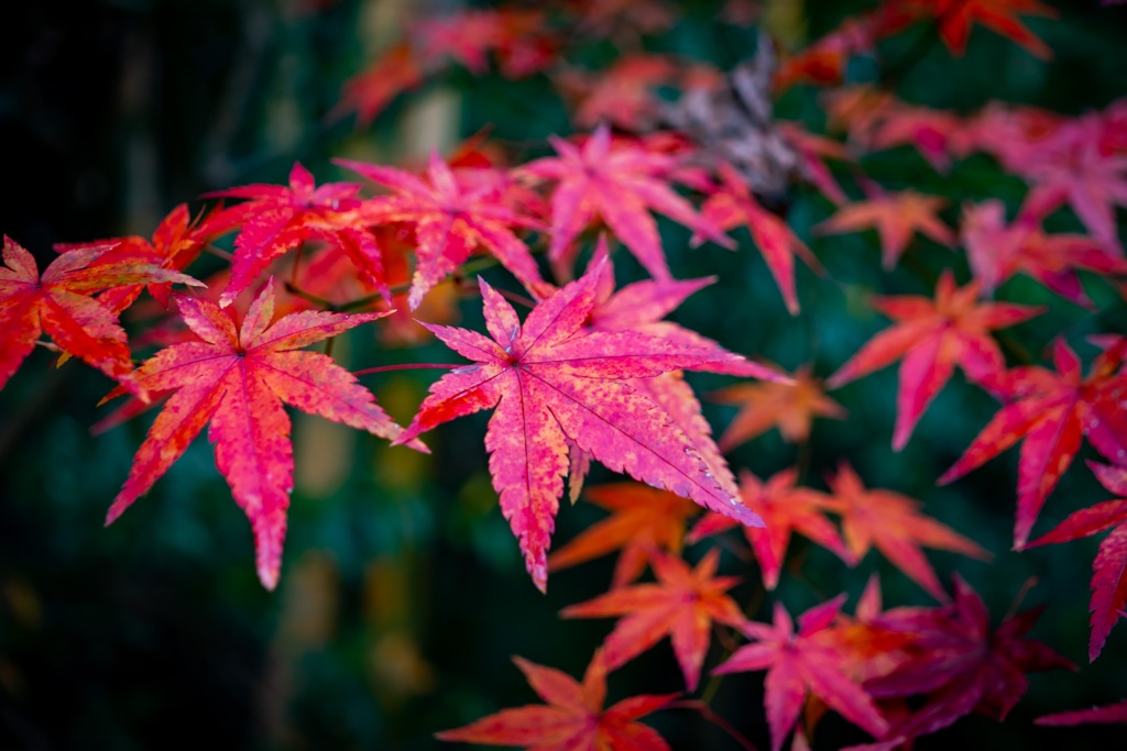紅葉