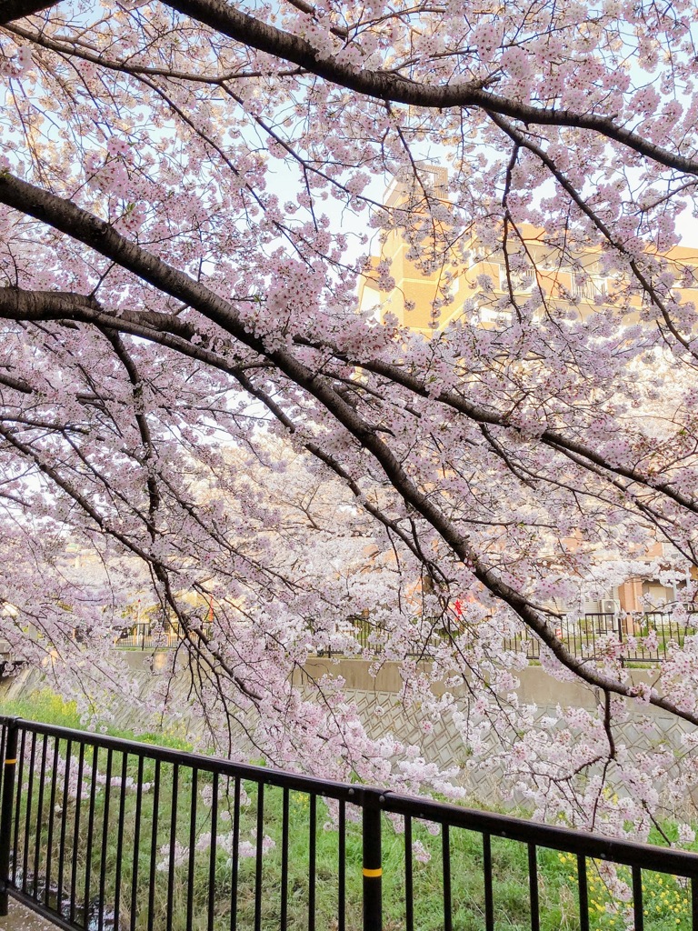 桜並木