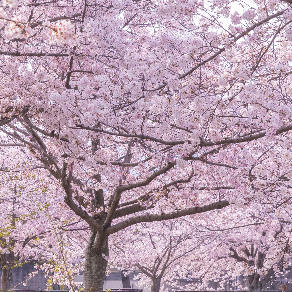 桜