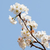 何の花ですか？